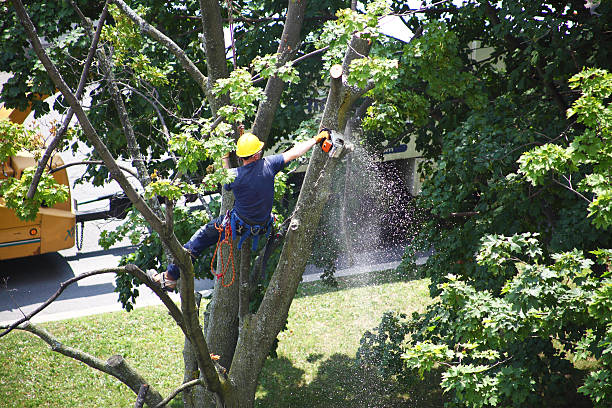 Best Arborist Consultation Services  in Fort Montgomery, NY